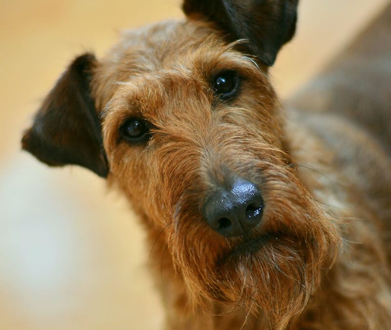 Krimi in der Kleinstadt