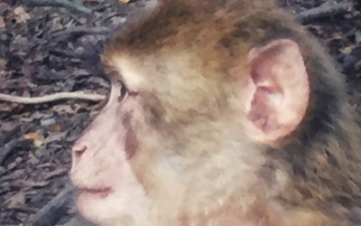 Affenberg-Impressionen