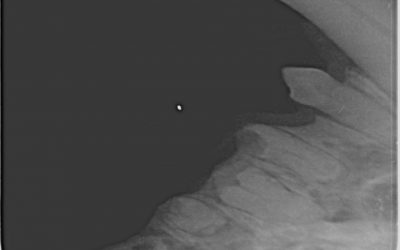 Fellpflege und Zahnschmerzen