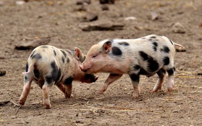 Alles Schwein oder was? Teil 3