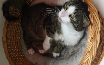 Mach Deiner Asthma-Katze das Leben leichter