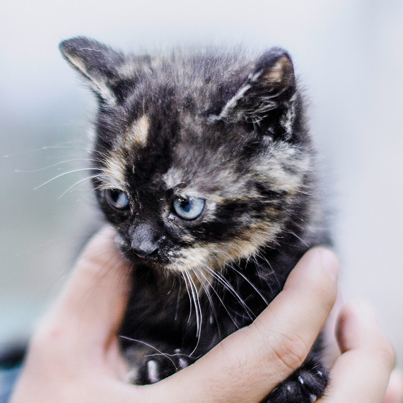 Hund - Online-Beratung der Grafenaupraxis