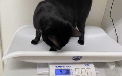 Was können Sie machen, wenn Ihre Katze zu dick ist?